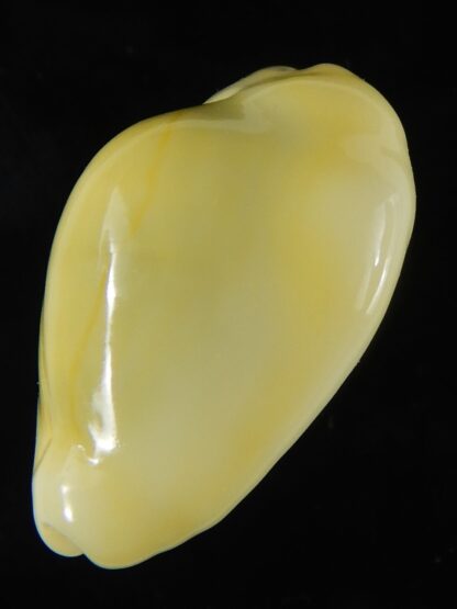 Monetaria moneta moneta ..Incredible shape ... 28,98 mm Gem-59015