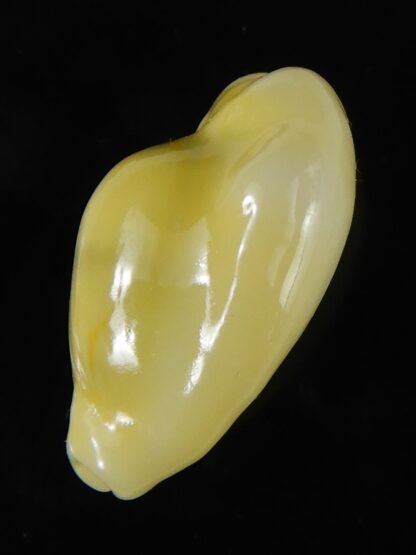 Monetaria moneta moneta ..Incredible shape ... 22,42 mm Gem-58944