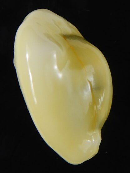 Monetaria moneta moneta ..Incredible shape ... 25,33 mm Gem-58974