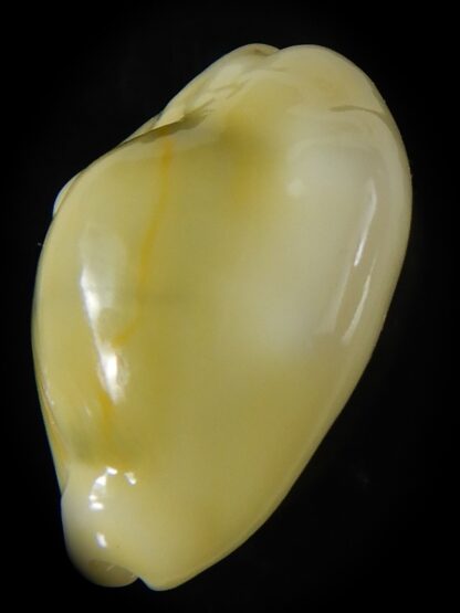 Monetaria moneta moneta ..Incredible shape ... 25,33 mm Gem-58973