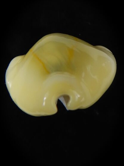 Monetaria moneta moneta ..Incredible shape ... 25,33 mm Gem-58971