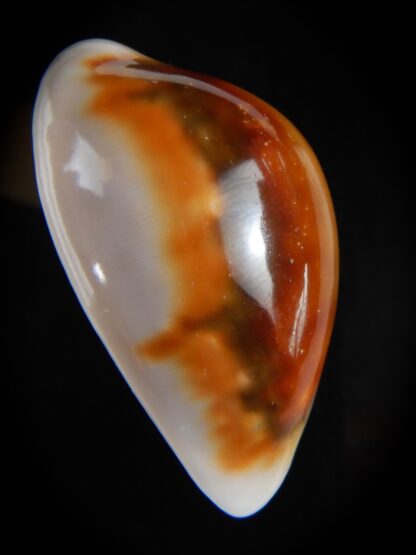 Neobernaya spadicea .. Rusty.. 50,38 mm Gem (-) -59040