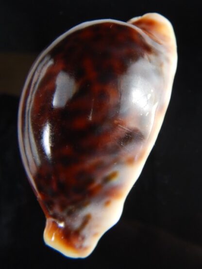 Cypraea pantherina funebralis 56,31 mm F+++/Gem-58765