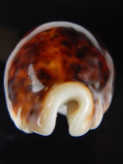 Cypraea pantherina funebralis 56,31 mm F+++/Gem-58766