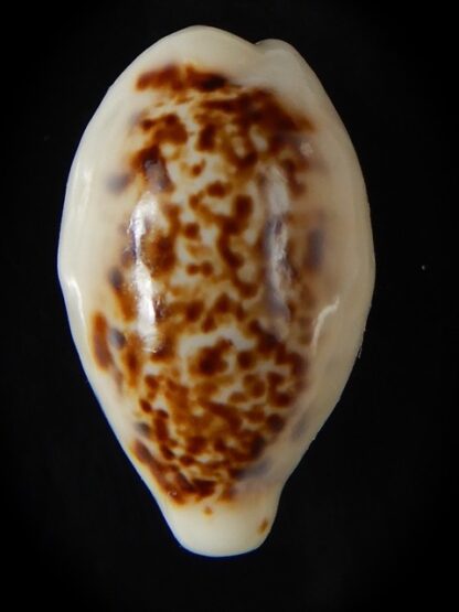 Eclogavena coxeni hypercallosa 25,38 mm Gem-58786