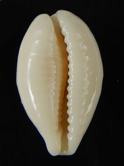 Eclogavena coxeni hypercallosa 25,38 mm Gem-58787
