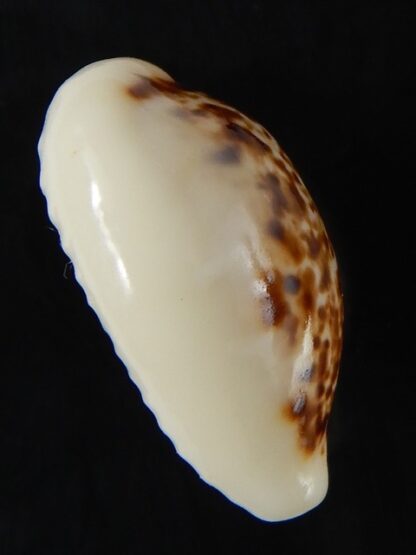 Eclogavena coxeni hypercallosa 25,38 mm Gem-58789