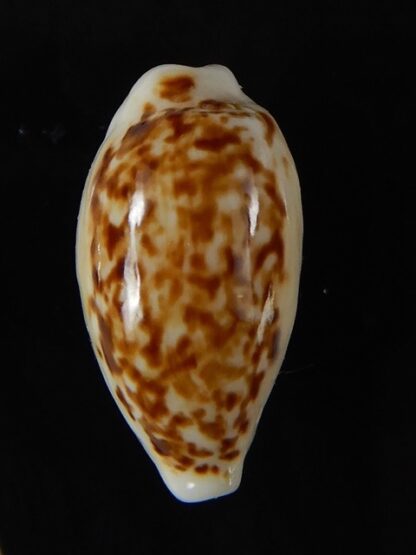 Eclogavena coxeni coxeni 21,80 mm Gem-58800