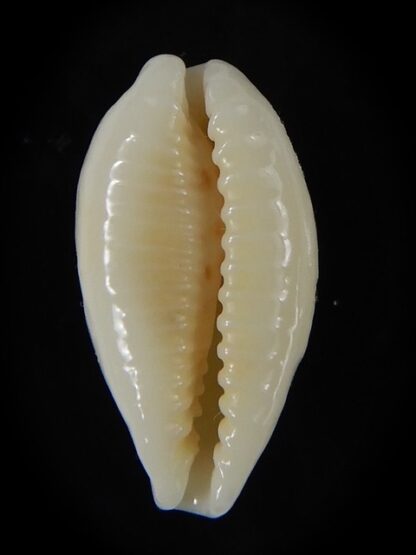Eclogavena coxeni coxeni 21,80 mm Gem-58801