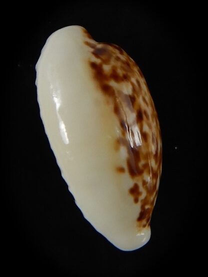 Eclogavena coxeni coxeni 21,80 mm Gem-58804