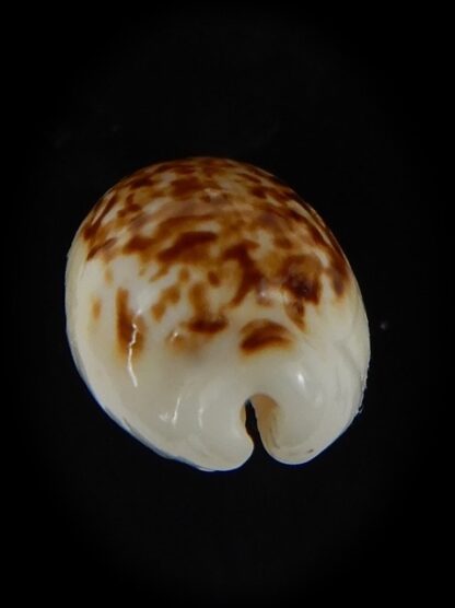 Eclogavena coxeni coxeni 21,80 mm Gem-58806