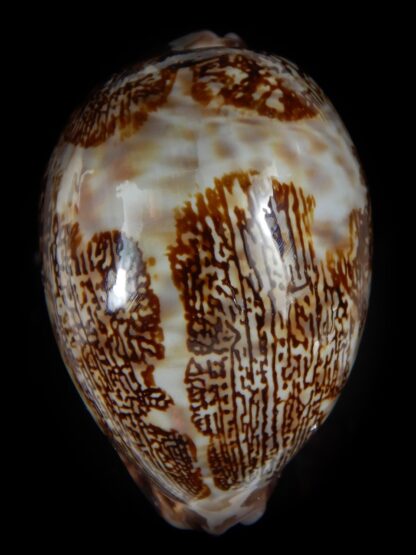 Leporicypraea mappa curvati 75,20 mm Gem-58711