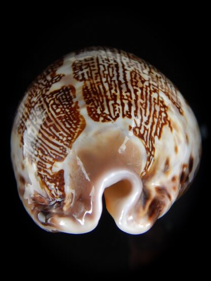 Leporicypraea mappa curvati 75,20 mm Gem-58717