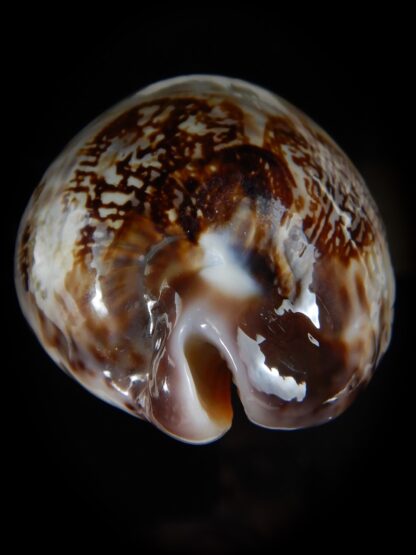 Leporicypraea mappa curvati 75,20 mm Gem-58715