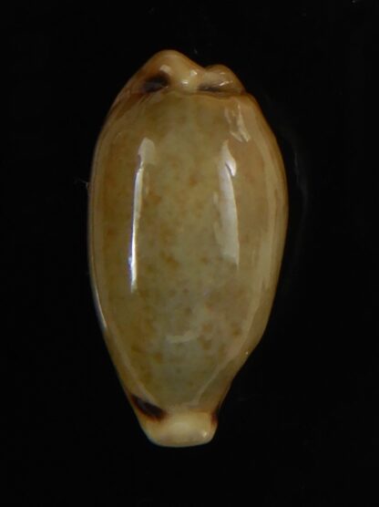 Eclogavena quadrimaculata quadrimaculata .. Glazed... 21 mm Gem-58599