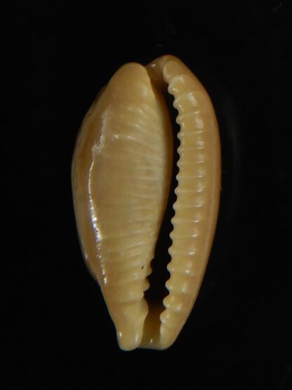 Eclogavena quadrimaculata quadrimaculata .. Glazed... 21 mm Gem-58603