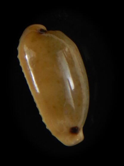 Eclogavena quadrimaculata quadrimaculata .. Glazed... 21 mm Gem-58604