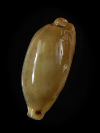 Eclogavena quadrimaculata quadrimaculata .. Glazed... 21 mm Gem-58605