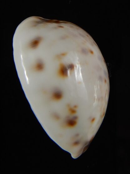 Lyncina lynx ..SP white pattern ... 32,72 mm Gem-59168