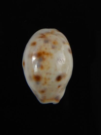 Lyncina lynx ..SP white pattern.. Small size ... 22,40 mm Gem-59148