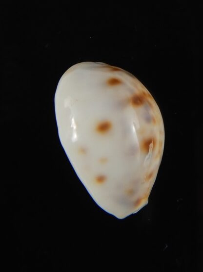 Lyncina lynx ..SP white pattern.. Small size ... 22,40 mm Gem-59149