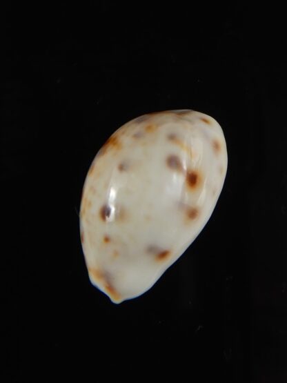 Lyncina lynx ..SP white pattern.. Small size ... 22,40 mm Gem-59152