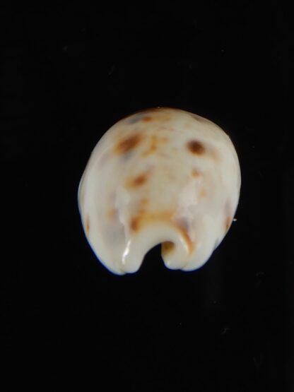 Lyncina lynx ..SP white pattern.. Small size ... 22,40 mm Gem-59153
