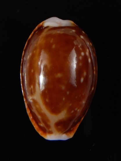 Naria helvola ..SP pattern... 26,05 mm Gem -59217