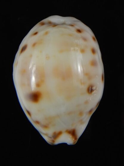 Lyncina lynx ..SP white pattern ... 27,87 mm Gem-59176