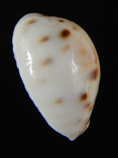 Lyncina lynx ..SP white pattern ... 27,87 mm Gem-59179