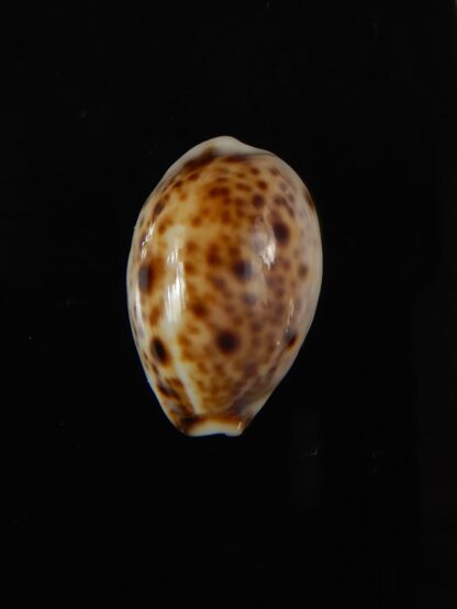 Lyncina lynx..DWARF ... 20.24 mm Gem-59106