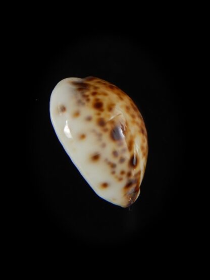 Lyncina lynx..DWARF ... 20.24 mm Gem-59111