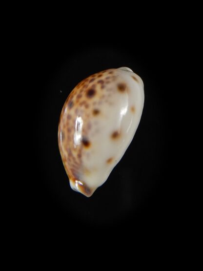 Lyncina lynx..DWARF ... 20.24 mm Gem-59112