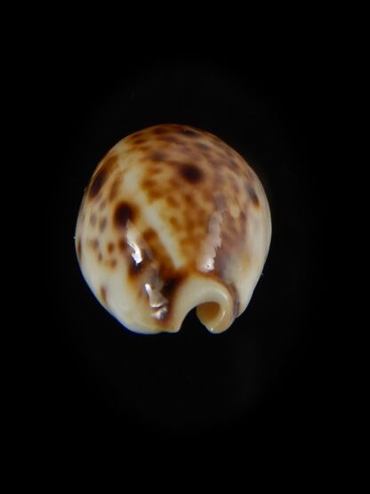 Lyncina lynx..DWARF ... 20.24 mm Gem-59109