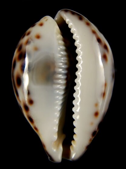 Cypraea tigris ...Dark colour .. 63,32 mm Gem-59098