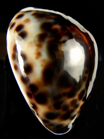 Cypraea tigris ...Dark colour .. 63,32 mm Gem-59097