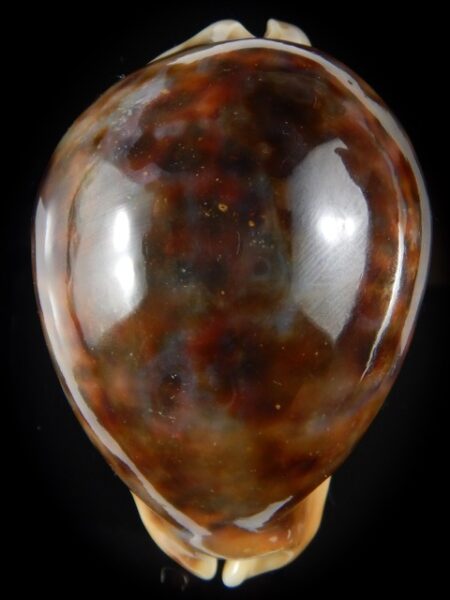 Cypraea tigris ...Hyper rostrate .. 95,25 mm Gem -59066