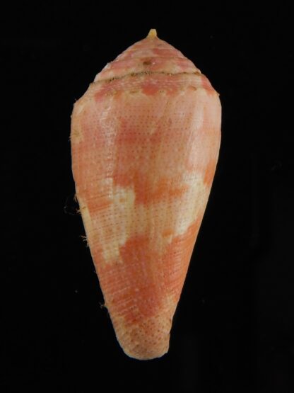 Rhizoconus pertusus elodieallaryae 34,83 mm Gem -59081