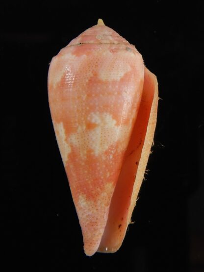 Rhizoconus pertusus elodieallaryae 34,83 mm Gem -59082