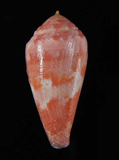 Rhizoconus pertusus elodieallaryae 34,83 mm Gem -59084
