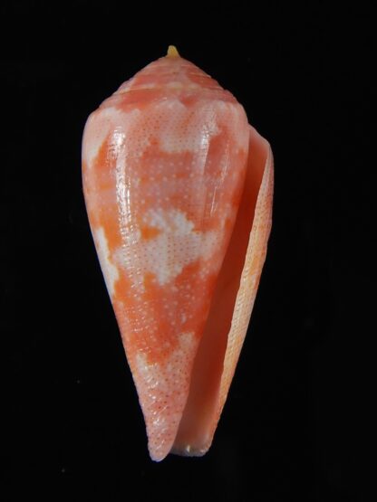 Rhizoconus pertusus elodieallaryae 34,83 mm Gem -59083