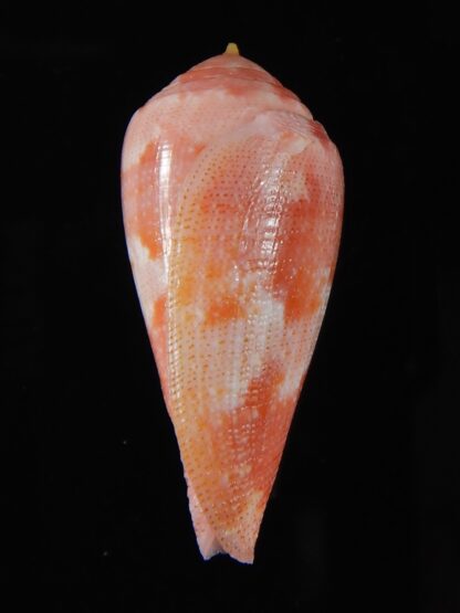 Rhizoconus pertusus elodieallaryae 34,83 mm Gem -59079