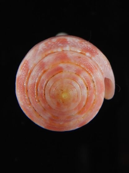 Rhizoconus pertusus elodieallaryae 34,83 mm Gem -59080