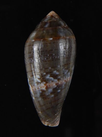 Lautoconus bruguieresi 29,83 mm F+++/Gem-59242