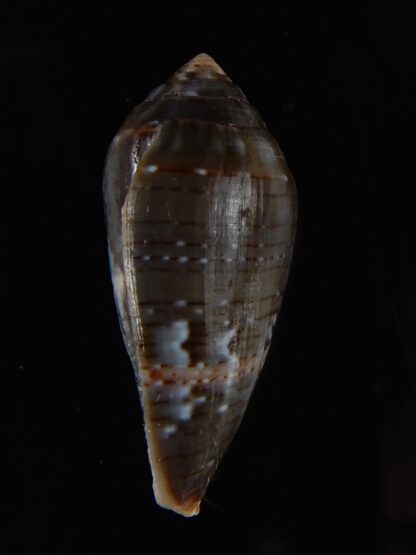 Lautoconus bruguieresi 29,83 mm F+++/Gem-59243