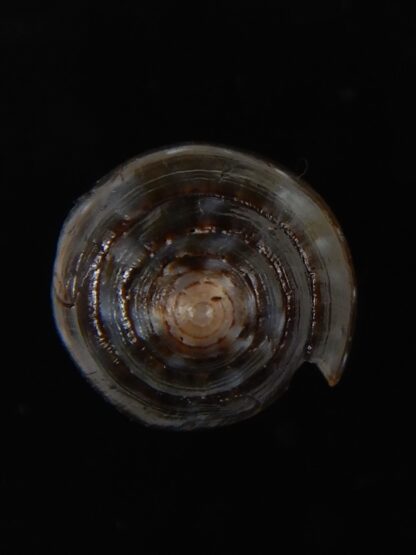 Lautoconus bruguieresi 29,83 mm F+++/Gem-59241