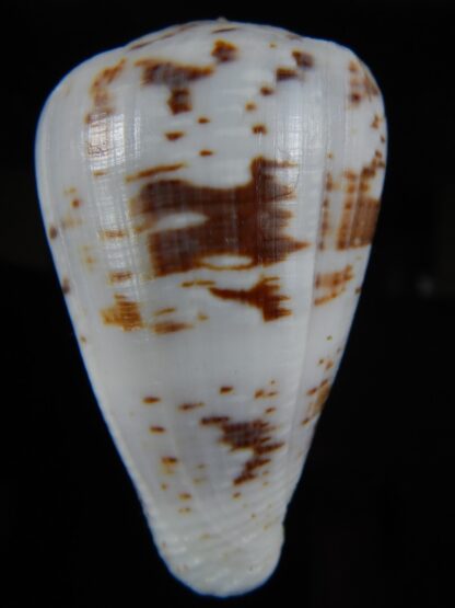 Chelyconus ermineus 61,33 mm Gem -59226