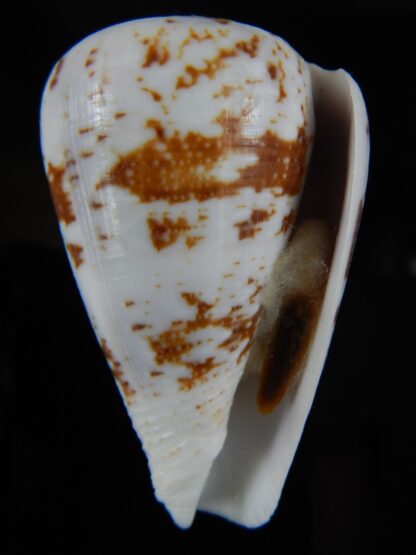 Chelyconus ermineus 61,33 mm Gem -59228