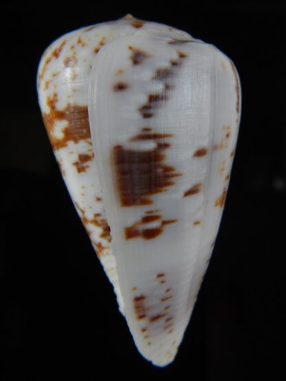 Chelyconus ermineus 61,33 mm Gem -59225