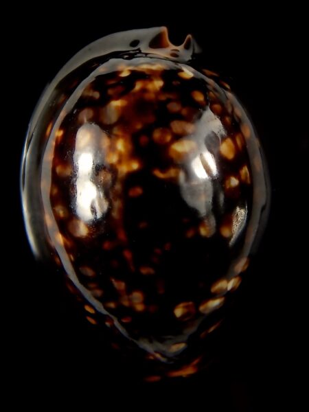 Mauritia mauritiana ..DWARF.. 46,20 mm Gem-59250